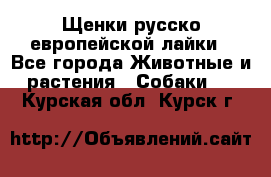 Щенки русско европейской лайки - Все города Животные и растения » Собаки   . Курская обл.,Курск г.